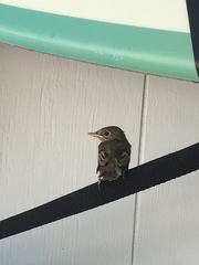 Empidonax difficilis