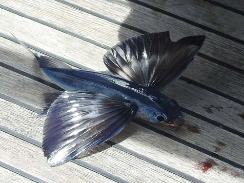 Bandwing flyingfish (Cheilopogon exsiliens) — Exocoetidae — 2