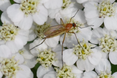 Rhamphomyia flava