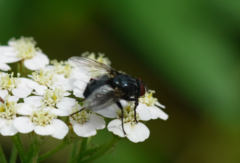 Protocalliphora azurea