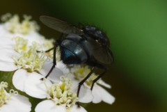 Protocalliphora azurea