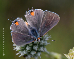 Strymon melinus image