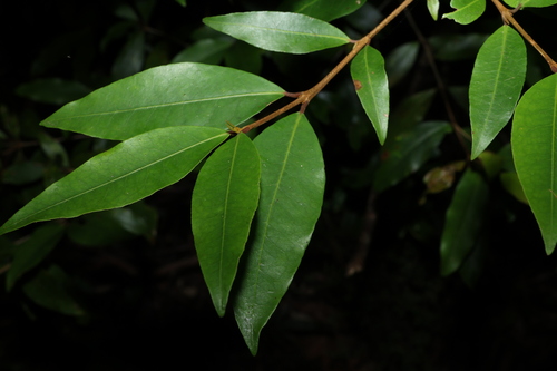 Austrobuxus swainii (Austrobuxus swainii)
