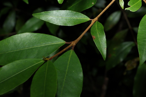 Image of Austrobuxus swainii by (c) Greg Tasney, some rights reserved (CC BY-SA)