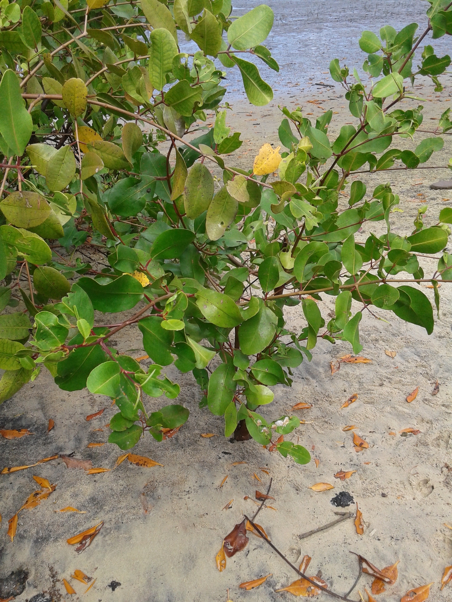 Laguncularia racemosa