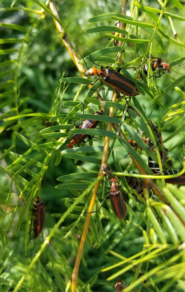 Red-margined Blister Beetle