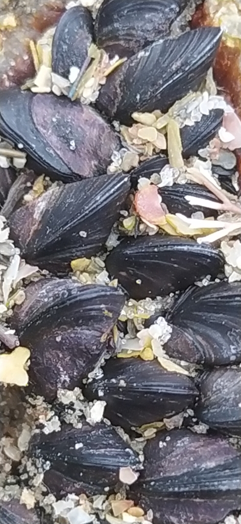 Mytilaster solisianus
