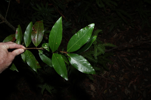 hairybark (Austrobuxus swainii)