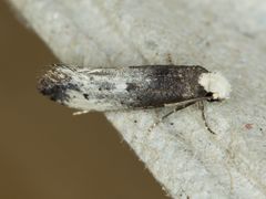 Tinea occidentella