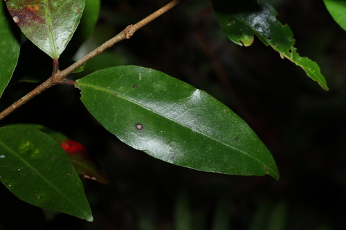 Image of Austrobuxus swainii by (c) Greg Tasney, some rights reserved (CC BY-SA)