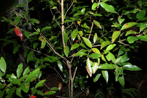 Image of Austrobuxus swainii by (c) Greg Tasney, some rights reserved (CC BY-SA)
