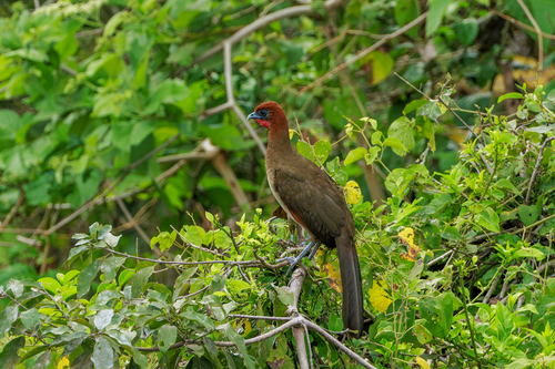 Rufous-headed Chachalaca (Ortalis erythroptera), photo 6