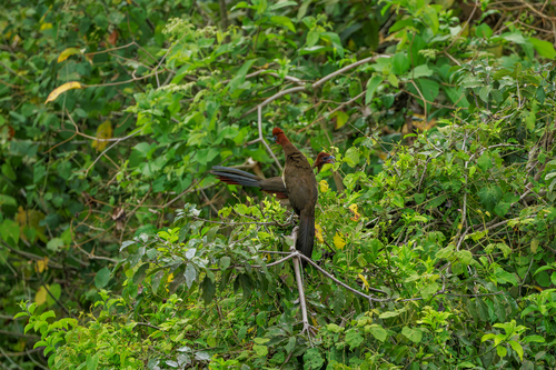 Rufous-headed Chachalaca (Ortalis erythroptera), photo 5