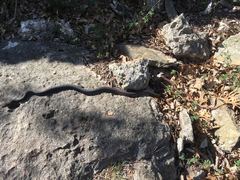 Masticophis flagellum flagellum