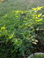 Cullen australasicum