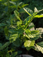 Cullen australasicum