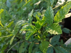 Cullen australasicum