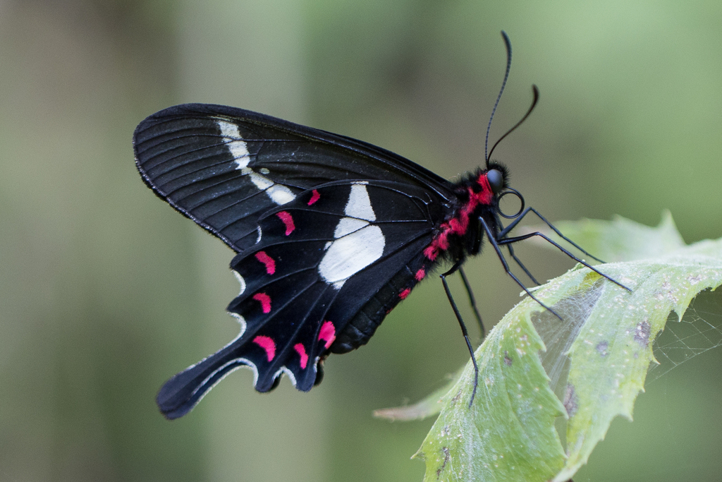 Parides agavus
