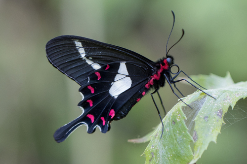 Parides agavus (Drury, 1782)