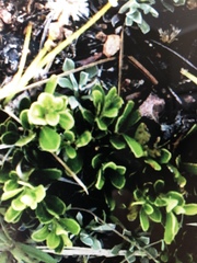 Arctostaphylos uva-ursi