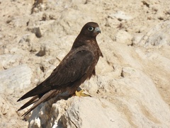 Eleonora's Falcon photo 2