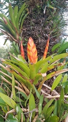 Tillandsia multicaulis