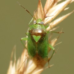 Orthops scutellatus