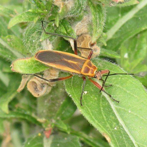 Stenomacra marginella