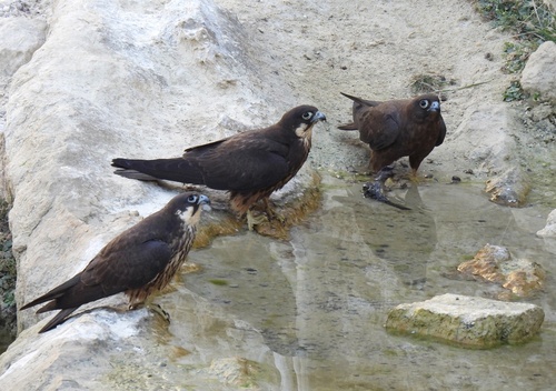 Eleonora's Falcon, photo 6 of 10