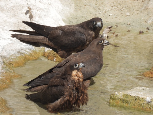 Eleonora's Falcon, photo 7 of 10