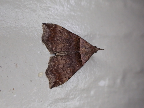 Ambiguous Moth photo 3