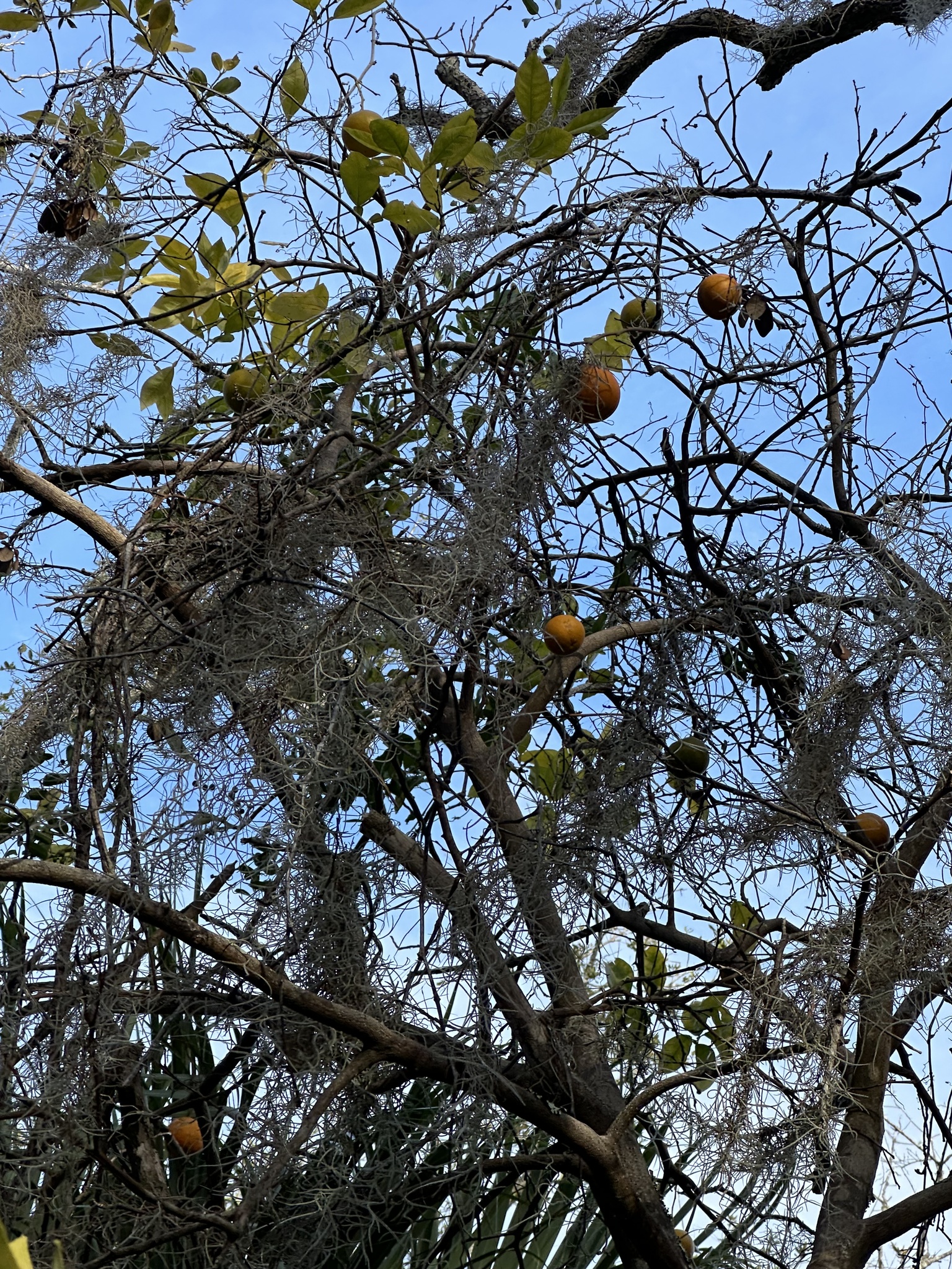 Foto de Citrus ×aurantium L.