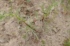 Artemisia campestris caudata