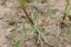 Artemisia campestris caudata