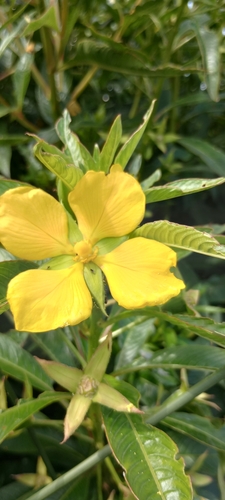 Image of Ludwigia elegans by (c) Lucila Trussi, some rights reserved (CC BY)