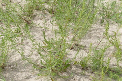 Artemisia campestris caudata