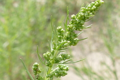Artemisia campestris caudata