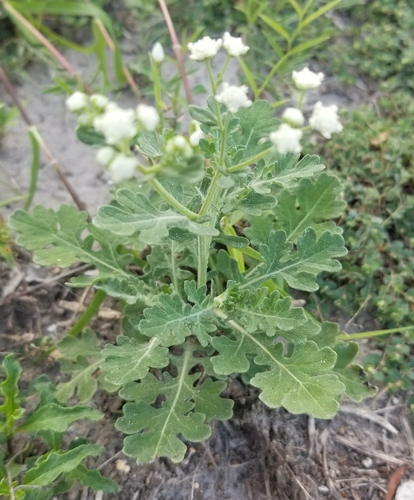 Image of Parthenium confertum by (c) Nicole, some rights reserved (CC BY)