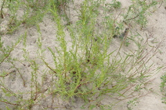 Artemisia campestris caudata
