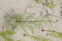 Artemisia campestris caudata