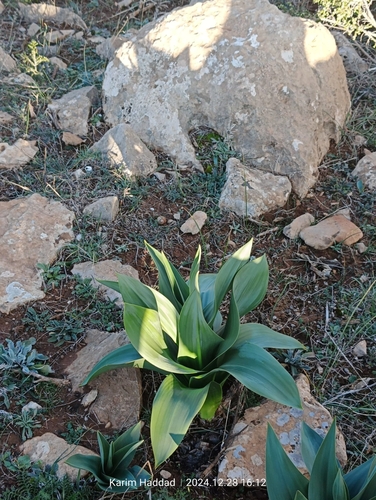 Image of Drimia numidica by (c) Karim Haddad, some rights reserved (CC BY)