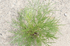 Artemisia campestris caudata