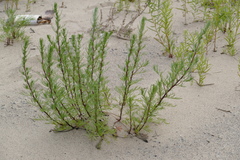 Artemisia campestris caudata
