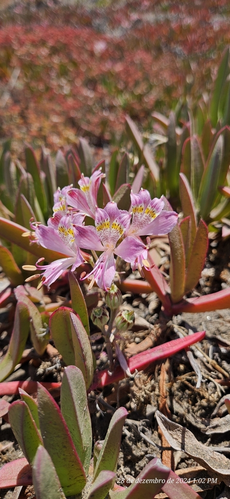 Alstroemeria recumbens (Alstroemeria recumbens)