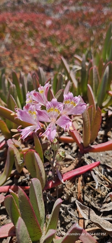 Alstroemeria recumbens (Alstroemeria recumbens)