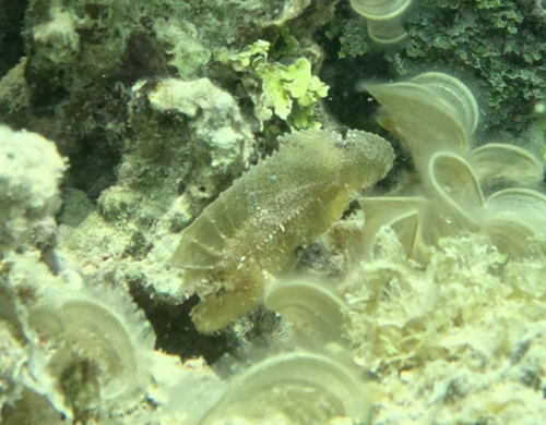 Leaf scorpionfish