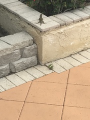 Leiocephalus carinatus