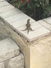 Leiocephalus carinatus