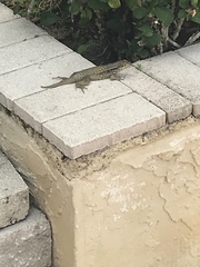 Leiocephalus carinatus