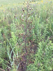 Scrophularia lanceolata